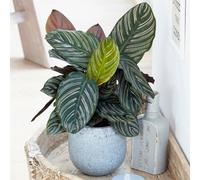 Gardeners Dream Calathea Ornata - Exotic Foliage, Indoor Houseplant (14Cm, 40-50Cm)