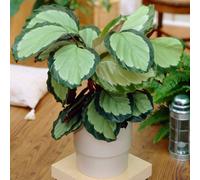 Gardeners Dream Calathea Picturata - Exotic Foliage, Indoor Houseplant (12Cm, 30-40Cm)