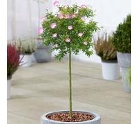 Gardeners Dream Calliandra Dixie Pink Patio Tree - Stunning Variety, Ideal For Uk Gardens, Compact Size (2-3Ft)
