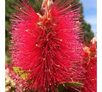 Gardeners Dream Callistemon Inferno - Outdoor Flowering Shrub, Ideal For Uk Gardens, Compact Size (15-30Cm Height Including Pot)