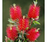 Gardeners Dream Callistemon Laevis Bottlebrush Shrub - Vibrant Red Bottlebrush-Like Blooms (10-30Cm Height Including Pot)