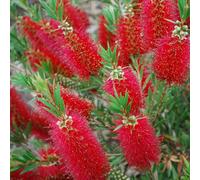 Gardeners Dream Callistemon Red Cluster - Outdoor Flowering Shrub, Ideal For Uk Gardens, Compact Size (15-30Cm Height Including Pot)