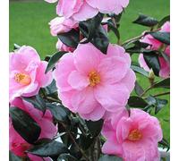 Gardeners Dream Camellia Donation Garden Shrub - Abundant Red Blooms, Evergreen Foliage, Compact Size, Hardy (15-30Cm Height Including Pot)