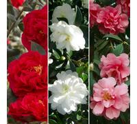 Gardeners Dream Camellia Mix (9Cm, Pack Of 3)