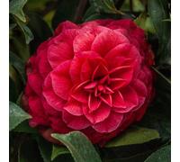Gardeners Dream Camellia Principessa Baciocchi - Elegant Red Blooms, Compact Size (20-30Cm Height Including Pot)