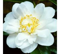 Gardeners Dream Camellia Silver Anniversary Garden Plant - Stunning White Blooms, Evergreen Foliage (15-30Cm Height Including Pot)