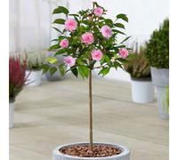 Gardeners Dream Camellia Spring Festival Patio Tree - Stunning Variety, Ideal For Uk Gardens, Compact Size (2-3Ft)