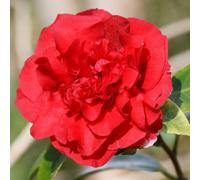 Gardeners Dream Camellia Williamsii Ruby Wedding Garden Shrub - Elegant Deep Red Blooms, Evergreen Foliage, Compact Size, Hardy (15-30Cm)