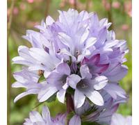 Gardeners Dream Campanula Caroline - Delicate Lilac Bell Flowers, Small Size (10-20Cm Height Including Pot)