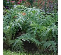 Gardeners Dream Cardoon Common (10-20Cm Height Including Pot) Garden Herb Plant - Ornamental Edible, Compact Size