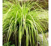 Gardeners Dream Carex Everillo - Vibrant Foliage, Compact, Easy To Grow, Low Maintenance (20-30Cm Height Including Pot)