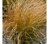 Carex testacea Orange New Zealand Sedge Evergreen Ornamental Grass Plant in Pot