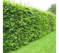 Gardeners Dream Carpinus Betulus 'hornbeam' Bare Root Hedge Hedging Tree Plants (3-4Ft, 10 Plants)