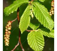 Gardeners Dream Carpinus Betulus Tree - Hardy Deciduous, Fast-Growing (5-6Ft)