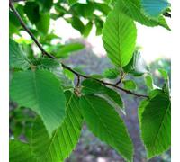 Gardeners Dream Carpinus Fastigiata Tree - Upright Deciduous, Columnar Growth (5-6Ft)