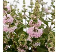 Gardeners Dream Caryopteris Pink Perfection - Summer Flowering Bluebeard - Bee Friendly Plants - 3 Litre Pot (30-50Cm)
