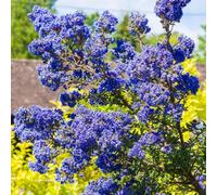 Gardeners Dream Ceanothus Dark Star - Deep Blue Flowers, Compact Size (20-30Cm Height Including Pot)