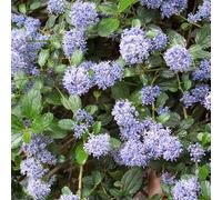Gardeners Dream Ceanothus Repens - Outdoor Flowering Shrub, Ideal For Uk Gardens, Compact Size (15-30Cm Height Including Pot)