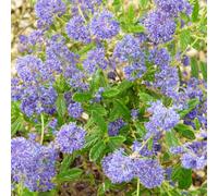Gardeners Dream Ceanothus Thyrsiflorus 'el Dorado' Evergreen Garden Lilac Shrub Plant In Pot - 9Cm Pot (15-25Cm)