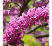 Gardeners Dream Cercis Bodnant Tree - Stunning Lavender-Pink Blossoms, Deciduous, Compact Size (5-6Ft)