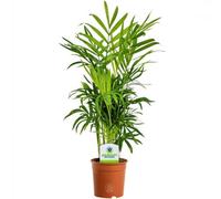 Gardeners Dream Chamaedorea Elegans: Elegant Indoor Greenery, Parlor Palm (35-50Cm Height Incl. Pot, 13Cm Pot)