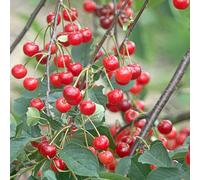 Gardeners Dream Cherry Morello - Fruit Tree, Outdoor Garden Plant Patio Trees (4-5Ft Height, 7.5L Pot)