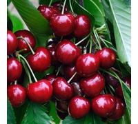 Gardeners Dream Cherry Sunburst - Fruit Tree, Outdoor Garden Plant Patio Trees (4-5Ft Height, 7.5L Pot)