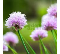 Gardeners Dream Chives (10-20Cm Height Including Pot) Garden Plant - Edible Perennial Herb, Compact Size