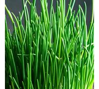 Gardeners Dream Chives Garden Plant - Edible Perennial, Compact Size (15-20Cm Height Including Pot)