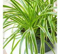 Gardeners Dream Chlorophytum Variegatum: Variegated Spider Plant, Air-Purifying Indoor Accent (20-30Cm, 12Cm Pot)