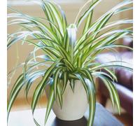 Gardeners Dream Chlorophytum Variegatum: Variegated Spider Plant, Air-Purifying Indoor Accent (20-30Cm, 12Cm Pot)