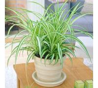 Gardeners Dream Chlorophytum Variegatum: Variegated Spider Plant, Air-Purifying Indoor Accent (20-30Cm, 12Cm Pot)