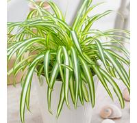 Gardeners Dream Chlorophytum Variegatum: Variegated Spider Plant, Air-Purifying Indoor Accent (20-30Cm, 12Cm Pot)