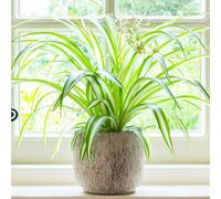Gardeners Dream Chlorophytum Variegatum: Variegated Spider Plant, Air-Purifying Indoor Accent (20-30Cm, 12Cm Pot)