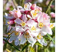 Gardeners Dream Choisya Apple Blossom - Fragrant White Flowers, Compact Size (10-30Cm Height Including Pot)