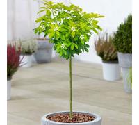Gardeners Dream Choisya Sundance Patio Tree - Stunning Variety, Ideal For Uk Gardens, Compact Size (2-3Ft)