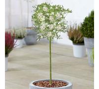 Gardeners Dream Choisya White Dazzler Patio Tree - Stunning Variety, Ideal For Uk Gardens, Compact Size (2-3Ft)