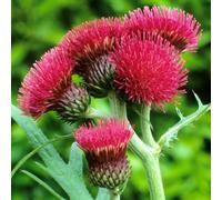 Gardeners Dream Cirsium Rivulare Atropurpureum - Deep Red Blooms, Attracts Pollinators, Sunny Areas (15-30Cm Height Including Pot)