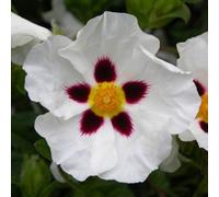 Gardeners Dream Cistus Snow Fire - Outdoor Flowering Shrub, Ideal For Uk Gardens, Compact Size (15-30Cm Height Including Pot)