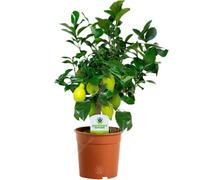 Gardeners Dream Citrus Lemon Tree: Young Lemon Sapling, Aromatic Foliage (25-35Cm, 12Cm Pot)