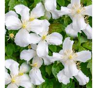 Gardeners Dream Clematis Montana Grandiflora Deciduous Scented Flowering Climbing Shrub - 2 Litre Pot (60-80Cm Height Incl. Pot)