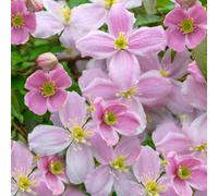 Gardeners Dream Clematis Montana Mayleen Deciduous Fragrant Pink Flowering Climbing Shrub - 2 Litre Pot (60-80Cm Height Incl. Pot)