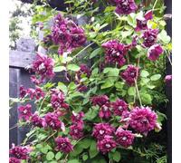 Gardeners Dream Clematis Purpurea Plena Elegans - Double Purple Blooms, Climbing Vine, Morning Sun (20-30Cm Height Including Pot)