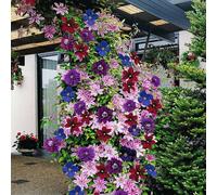 Gardeners Dream Clematis Rainbow Mix - 4 Plants - Assorted Colourful Flowering Vines For Vibrant Uk Gardens - Outdoor Plants (30-40Cm)