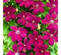 Gardeners Dream Clematis 'rouge Cardinal' Hardy Deciduous Climber Plant Garden Shrub In Pot - 9Cm Pot (20-30Cm Height Incl. Pot)