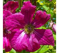 Gardeners Dream Clematis Rubra Plant Flower Garden Climber Border Patio Trellis Plants In Pot - 2 Litre Pot (60-80Cm Height Incl. Pot)