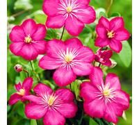 Gardeners Dream Clematis Ville De Lyon - Deep Pink Blooms, Climbing Vine, Morning Sun (20-30Cm Height Including Pot)