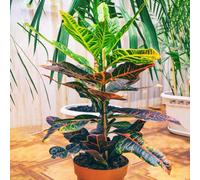 Gardeners Dream Codiaeum Variegatum Excellent - Variegated Croton (20-30Cm Height Including Pot)