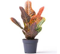 Gardeners Dream Codiaeum Variegatum Excellent - Variegated Croton (20-30Cm Height Including Pot)