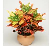 Gardeners Dream Codiaeum Variegatum Excellent - Variegated Croton (20-30Cm Height Including Pot)